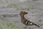 Eurasian hoopoe