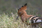 Eurasian hoopoe