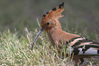 Eurasian hoopoe