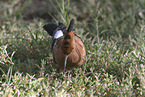 Eurasian hoopoe