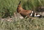 Eurasian hoopoe