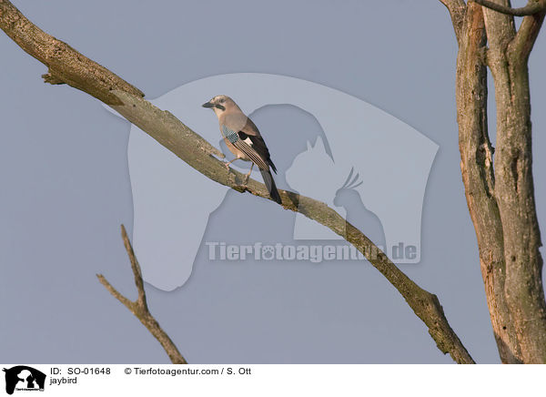 Eichelhher / jaybird / SO-01648