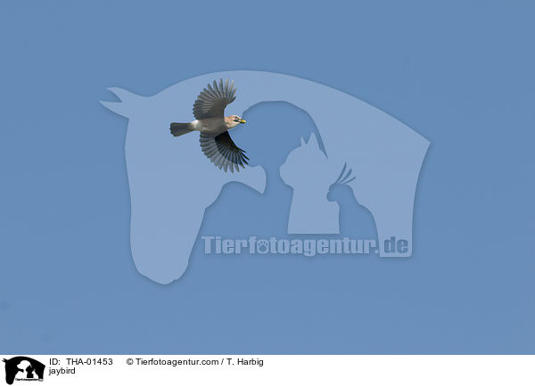 Eichelhher / jaybird / THA-01453