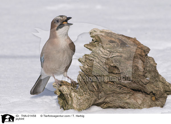 Eichelhher / jaybird / THA-01458