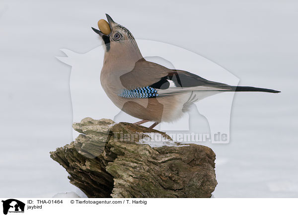 Eichelhher / jaybird / THA-01464