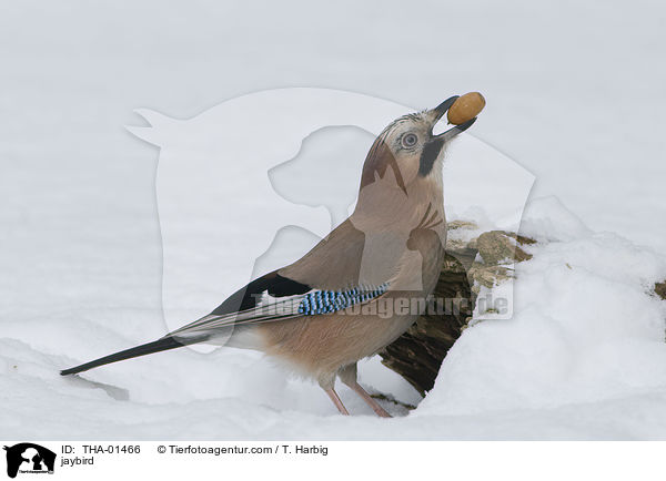Eichelhher / jaybird / THA-01466