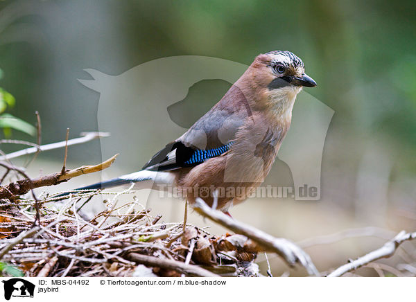 Eichelhher / jaybird / MBS-04492