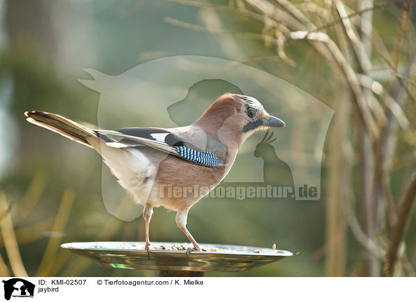Eichelhher / jaybird / KMI-02507