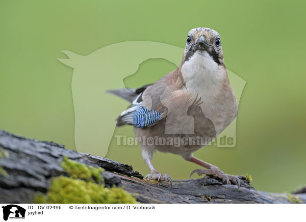 Eichelhher / jaybird / DV-02496