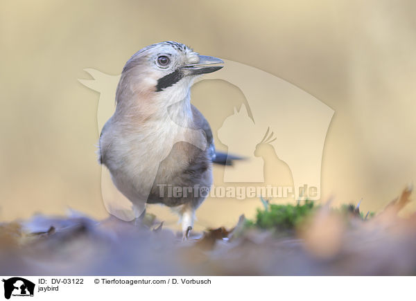 jaybird / DV-03122