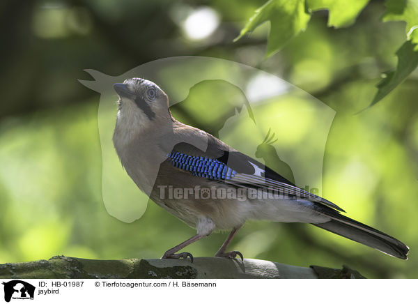 Eichelhher / jaybird / HB-01987