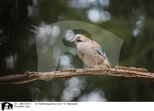 Eurasian Jay / UM-01637