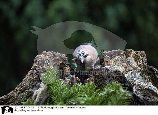 Eichelhher sitzt auf Baumstumpf / Jay sitting on tree stump / MBS-25442