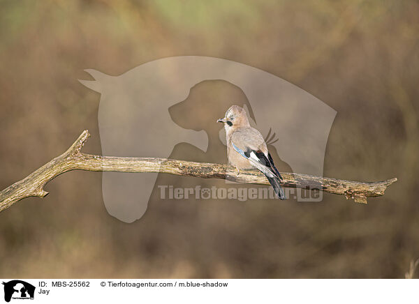 Eichelh�her / Jay / MBS-25562