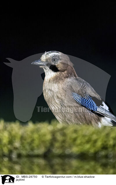 Eichelh�her / jaybird / MBS-28750