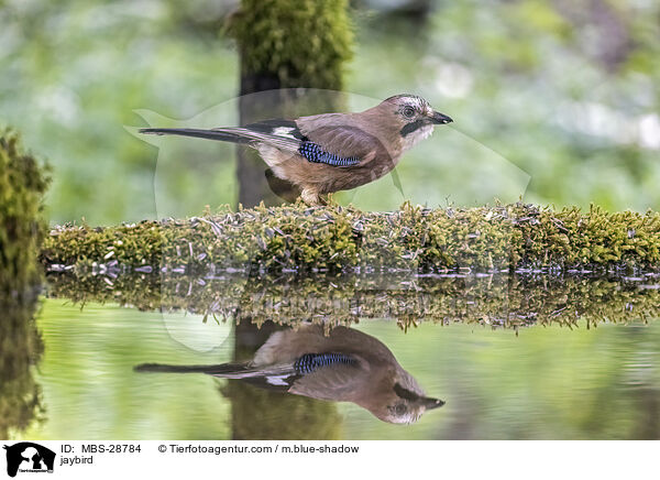 Eichelhher / jaybird / MBS-28784