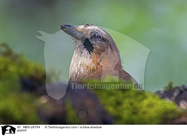 jaybird / MBS-28794