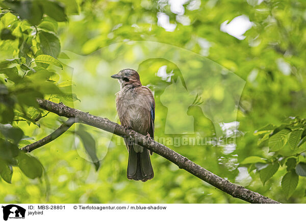 jaybird / MBS-28801