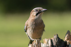 sitting Eurasian Jay