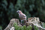 Jay sitting on tree stump