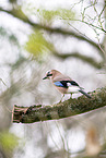 jaybird