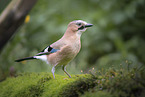 Eurasian Jay