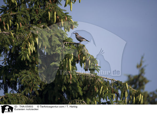 Eurasian nutcracker / THA-05893