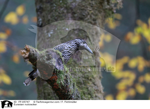 Tannenhher / Eurasian nutcracker / FF-05747