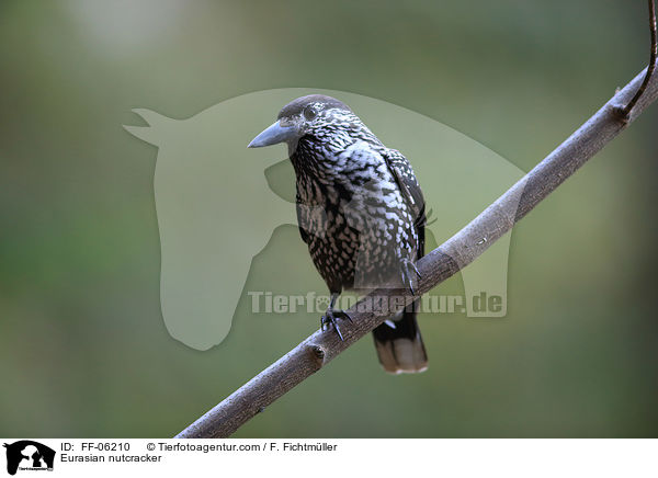 Tannenhher / Eurasian nutcracker / FF-06210