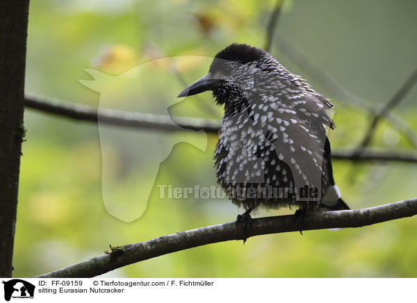 sitzender Tannenh�her / sitting Eurasian Nutcracker / FF-09159