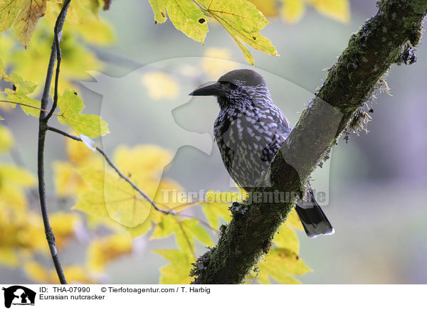 Tannenhher / Eurasian nutcracker / THA-07990