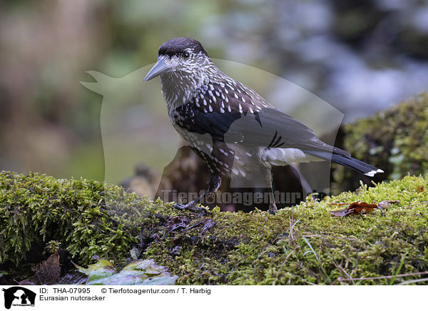 Tannenhher / Eurasian nutcracker / THA-07995