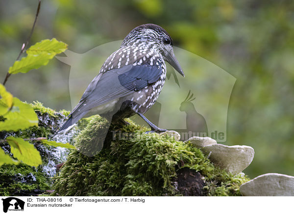 Tannenhher / Eurasian nutcracker / THA-08016