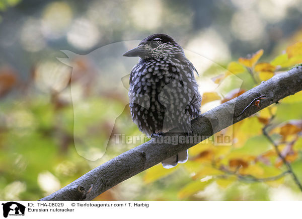 Tannenhher / Eurasian nutcracker / THA-08029