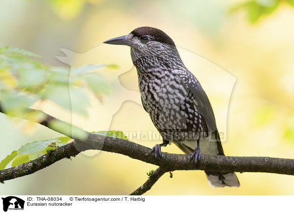 Tannenhher / Eurasian nutcracker / THA-08034