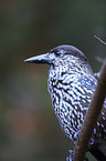 Eurasian nutcracker