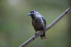 Eurasian nutcracker