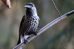 Eurasian nutcracker