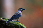 Eurasian nutcracker