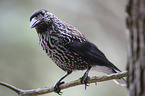 sitting Eurasian Nutcracker