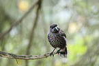 sitting Eurasian Nutcracker