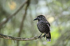 sitting Eurasian Nutcracker