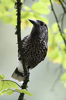 sitting Eurasian Nutcracker