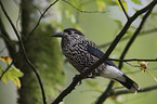 sitting Eurasian Nutcracker