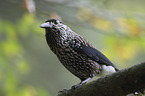 sitting Eurasian Nutcracker