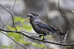 sitting Eurasian Nutcracker