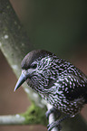 sitting Eurasian Nutcracker