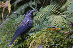 Eurasian nutcracker