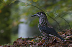 Eurasian nutcracker