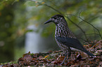 Eurasian nutcracker